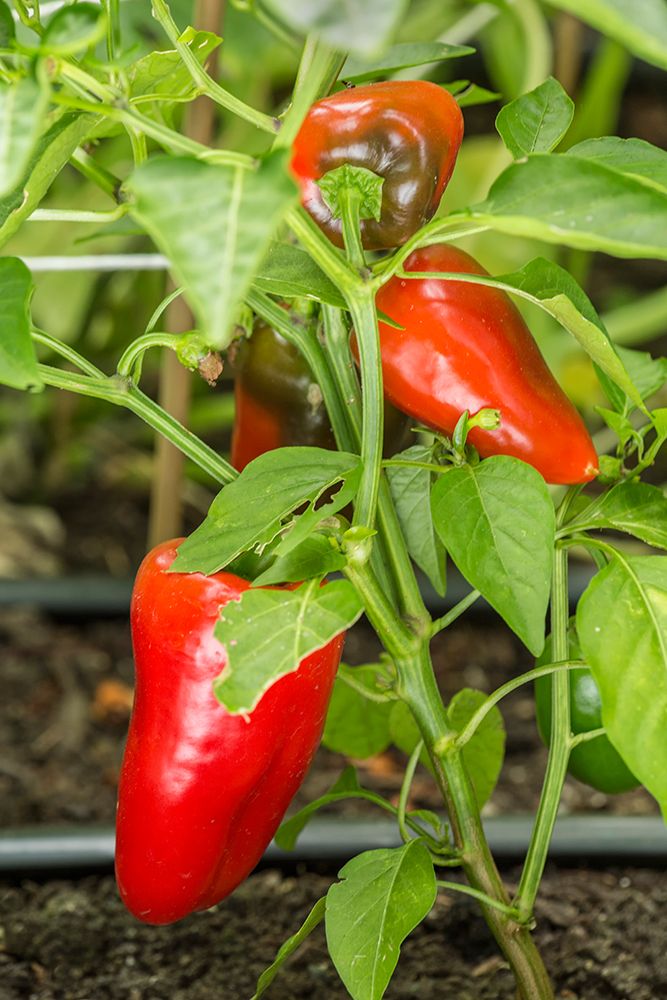 Issaquah-Washington State-USA Bellafina red sweet bell pepper plant growing